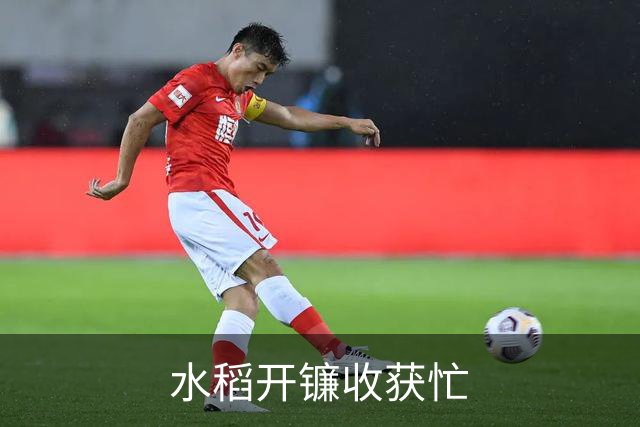 水稻开镰收获忙